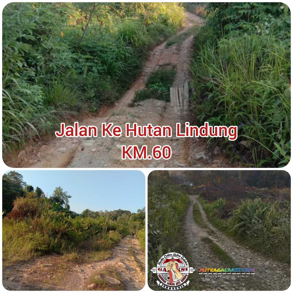 Ini Tanggapan Dinas Kehutanan Provinsi Kegiatan Ilegal Loging Merambah Ke Hutan Lindung di Kabupaten Melawi .