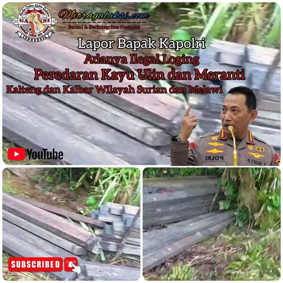 Cukong Ilegal Logging, Kayu Meranti dan Ulin di KM 88 Bernama Isul Tak Tersentuh Aparat.